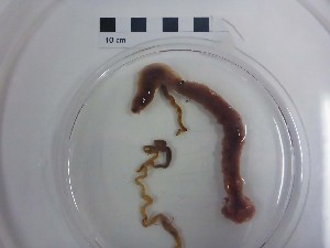  (Chiridota hydrothermica - I16_206)  @11 [ ] Copyright © (2025) Terue Cristina Kihara German Center for Marine Biodiversity Research