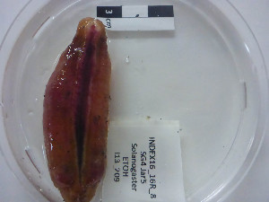  (unclassified Solenogastres - I16_209)  @11 [ ] Copyright © (2025) Terue Cristina Kihara German Center for Marine Biodiversity Research