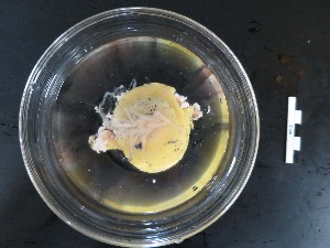  ( - I16_255)  @11 [ ] Copyright © (2025) Terue Cristina Kihara German Center for Marine Biodiversity Research