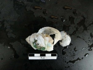  ( - I16_268)  @11 [ ] Copyright © (2025) Terue Cristina Kihara German Center for Marine Biodiversity Research