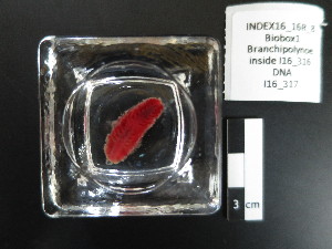  (Branchipolynoe - I16_317)  @11 [ ] Copyright © (2025) Terue Cristina Kihara German Center for Marine Biodiversity Research
