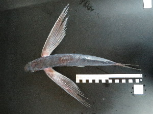  ( - I16_321)  @11 [ ] Copyright © (2025) Terue Cristina Kihara German Center for Marine Biodiversity Research