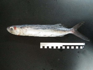  ( - I16_321)  @11 [ ] Copyright © (2025) Terue Cristina Kihara German Center for Marine Biodiversity Research
