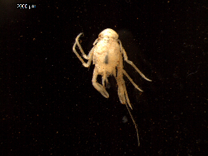  (Munidopsis lauensis - I16_326)  @11 [ ] Copyright © (2025) Terue Cristina Kihara German Center for Marine Biodiversity Research