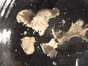  (unclassified Spionida - I16_336)  @11 [ ] Copyright © (2025) Terue Cristina Kihara German Center for Marine Biodiversity Research