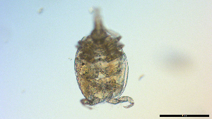  (Dirivultidae - I18_Ma_386)  @11 [ ] Copyright (2025) Levin Wieschermann Senckenberg am Meer Wilhelmshaven, Department German Centre for Marine Biodiversity Research