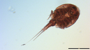  ( - I18_Ma_387)  @11 [ ] Copyright (2025) Levin Wieschermann Senckenberg am Meer Wilhelmshaven, Department German Centre for Marine Biodiversity Research