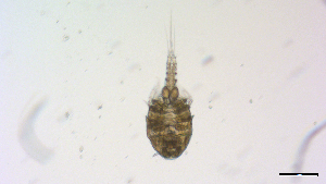 ( - I18_Ma_401)  @11 [ ] Copyright (2025) Levin Wieschermann Senckenberg am Meer Wilhelmshaven, Department German Centre for Marine Biodiversity Research