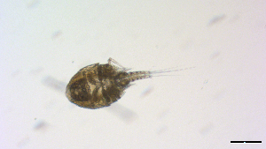  ( - I18_Ma_403)  @11 [ ] Copyright (2025) Levin Wieschermann Senckenberg am Meer Wilhelmshaven, Department German Centre for Marine Biodiversity Research