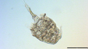  ( - I18_Ma_407)  @11 [ ] Copyright (2025) Levin Wieschermann Senckenberg am Meer Wilhelmshaven, Department German Centre for Marine Biodiversity Research