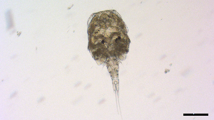  ( - I18_Ma_412)  @11 [ ] Copyright (2025) Levin Wieschermann Senckenberg am Meer Wilhelmshaven, Department German Centre for Marine Biodiversity Research