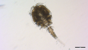  ( - I18_Ma_416)  @11 [ ] Copyright (2025) Levin Wieschermann Senckenberg am Meer Wilhelmshaven, Department German Centre for Marine Biodiversity Research