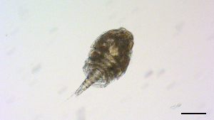  ( - I18_Ma_417)  @11 [ ] Copyright (2025) Levin Wieschermann Senckenberg am Meer Wilhelmshaven, Department German Centre for Marine Biodiversity Research