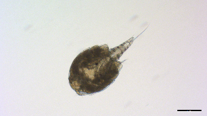 ( - I18_Ma_419)  @11 [ ] Copyright (2025) Levin Wieschermann Senckenberg am Meer Wilhelmshaven, Department German Centre for Marine Biodiversity Research