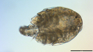  ( - I18_Ma_420)  @11 [ ] Copyright (2025) Levin Wieschermann Senckenberg am Meer Wilhelmshaven, Department German Centre for Marine Biodiversity Research