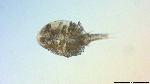  ( - I18_Ma_424)  @11 [ ] Copyright (2025) Levin Wieschermann Senckenberg am Meer Wilhelmshaven, Department German Centre for Marine Biodiversity Research
