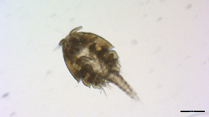  ( - I18_Ma_428)  @11 [ ] Copyright (2025) Levin Wieschermann Senckenberg am Meer Wilhelmshaven, Department German Centre for Marine Biodiversity Research