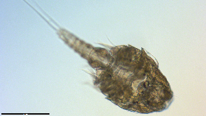  ( - I18_Ma_430)  @11 [ ] Copyright (2025) Levin Wieschermann Senckenberg am Meer Wilhelmshaven, Department German Centre for Marine Biodiversity Research