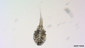  ( - I18_Ma_431)  @11 [ ] Copyright (2025) Levin Wieschermann Senckenberg am Meer Wilhelmshaven, Department German Centre for Marine Biodiversity Research