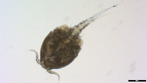  ( - I18_Ma_434)  @11 [ ] Copyright (2025) Levin Wieschermann Senckenberg am Meer Wilhelmshaven, Department German Centre for Marine Biodiversity Research
