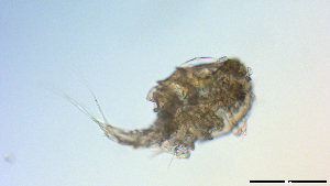  ( - I18_Ma_439)  @11 [ ] Copyright (2025) Levin Wieschermann Senckenberg am Meer Wilhelmshaven, Department German Centre for Marine Biodiversity Research