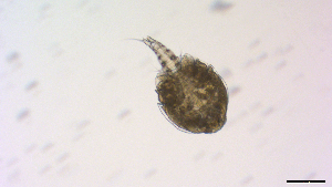  ( - I18_Ma_442)  @11 [ ] Copyright (2025) Levin Wieschermann Senckenberg am Meer Wilhelmshaven, Department German Centre for Marine Biodiversity Research
