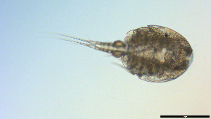  ( - I18_Ma_444)  @11 [ ] Copyright (2025) Levin Wieschermann Senckenberg am Meer Wilhelmshaven, Department German Centre for Marine Biodiversity Research