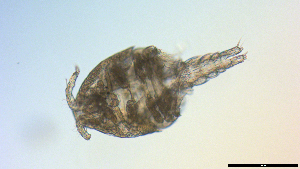  ( - I18_Ma_447)  @11 [ ] Copyright (2025) Levin Wieschermann Senckenberg am Meer Wilhelmshaven, Department German Centre for Marine Biodiversity Research