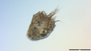  ( - I18_Ma_449)  @11 [ ] Copyright (2025) Levin Wieschermann Senckenberg am Meer Wilhelmshaven, Department German Centre for Marine Biodiversity Research