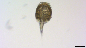 ( - I18_Ma_450)  @11 [ ] Copyright (2025) Levin Wieschermann Senckenberg am Meer Wilhelmshaven, Department German Centre for Marine Biodiversity Research