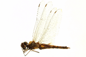  ( - BIOUG02813-C08)  @11 [ ] CreativeCommons - Attribution (2012) CBG Photography Group Centre for Biodiversity Genomics