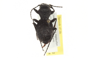  ( - BIOUG09878-D12)  @13 [ ] CreativeCommons - Attribution (2014) CBG Photography Group Centre for Biodiversity Genomics