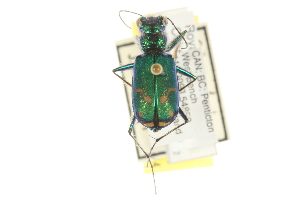  ( - BIOUG09878-F08)  @13 [ ] CreativeCommons - Attribution (2014) CBG Photography Group Centre for Biodiversity Genomics