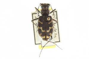  ( - BIOUG09878-G06)  @11 [ ] CreativeCommons - Attribution (2014) CBG Photography Group Centre for Biodiversity Genomics