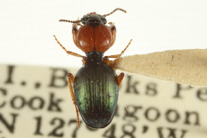  (Akephorus - BIOUG09878-H09)  @14 [ ] CreativeCommons - Attribution (2014) CBG Photography Group Centre for Biodiversity Genomics