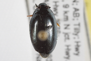  (Gyrinus confinis - BIOUG09880-H10)  @15 [ ] CreativeCommons - Attribution (2014) CBG Photography Group Centre for Biodiversity Genomics