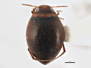  (Hygrotus sayi - BIOUG09882-A01)  @14 [ ] CreativeCommons - Attribution (2014) CBG Photography Group Centre for Biodiversity Genomics