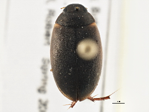  (Agabus lutosus - BIOUG09882-B12)  @14 [ ] CreativeCommons - Attribution (2014) CBG Photography Group Centre for Biodiversity Genomics