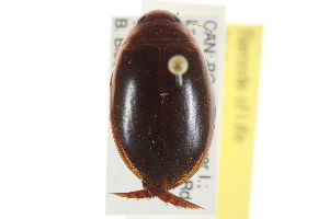  ( - BIOUG09882-G07)  @13 [ ] CreativeCommons - Attribution (2014) CBG Photography Group Centre for Biodiversity Genomics