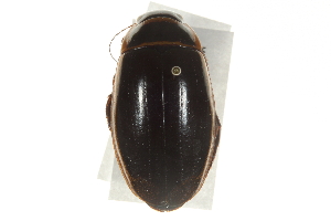  (Dytiscus alaskanus - BIOUG09882-G11)  @14 [ ] CreativeCommons - Attribution (2014) CBG Photography Group Centre for Biodiversity Genomics