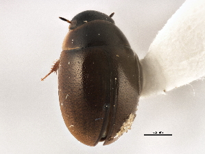  (Anacaena lutescens - BIOUG09882-H09)  @14 [ ] CreativeCommons - Attribution (2014) CBG Photography Group Centre for Biodiversity Genomics