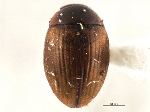  ( - BIOUG09883-B08)  @11 [ ] CreativeCommons - Attribution (2014) CBG Photography Group Centre for Biodiversity Genomics