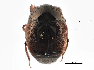  ( - BIOUG09883-D09)  @11 [ ] CreativeCommons - Attribution (2014) CBG Photography Group Centre for Biodiversity Genomics