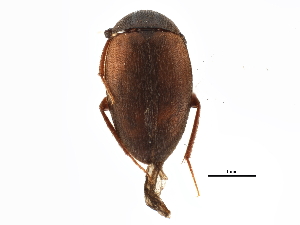  ( - BIOUG09883-G01)  @11 [ ] CreativeCommons - Attribution (2014) CBG Photography Group Centre for Biodiversity Genomics