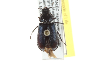  (Platycerus oregonensis - BIOUG09884-H02)  @15 [ ] CreativeCommons - Attribution (2014) CBG Photography Group Centre for Biodiversity Genomics