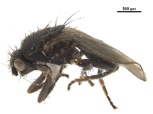  ( - BIOUG47278-B06)  @11 [ ] CreativeCommons - Attribution (2019) CBG Photography Group Centre for Biodiversity Genomics