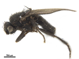  ( - BIOUG47278-B09)  @11 [ ] CreativeCommons - Attribution (2019) CBG Photography Group Centre for Biodiversity Genomics