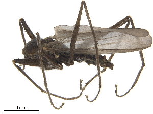  (Telmatogeton - BIOUG47278-C05)  @13 [ ] CreativeCommons - Attribution (2019) CBG Photography Group Centre for Biodiversity Genomics