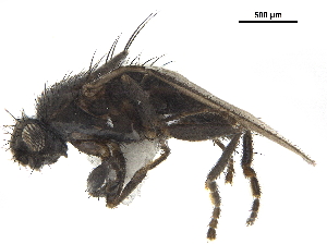  ( - BIOUG47278-C11)  @11 [ ] CreativeCommons - Attribution (2019) CBG Photography Group Centre for Biodiversity Genomics