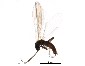  (Capnia petila - CCDB-24287-A02)  @14 [ ] CreativeCommons - Attribution (2015) CBG Photography Group Centre for Biodiversity Genomics